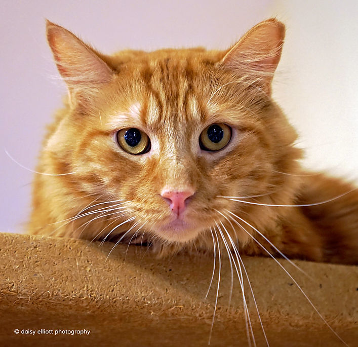 Adopt a Friend: Trigger